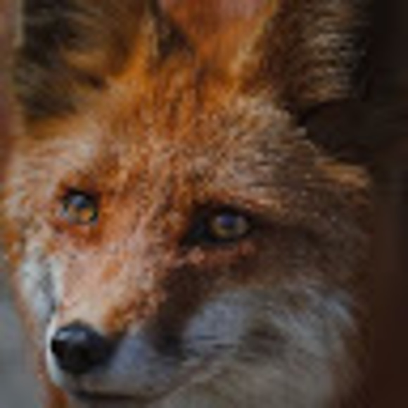foxamber082
